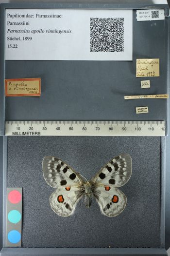 Media type: image;   Entomology 175414